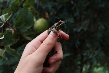Close-up of a woman's hand holding a brown frog