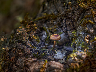 a small mushroom grows on the trunk of a holm oak tree