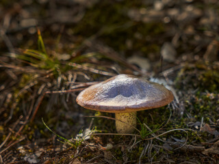 a mushroom grows in the field in autumn