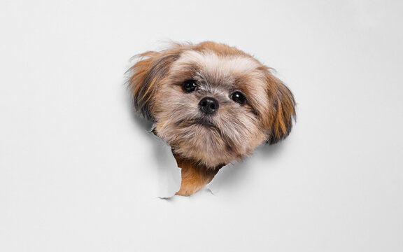 Funny dog on gray background. Lovely puppy of Shih tzu climbs out of hole in colored background. Free space for text.