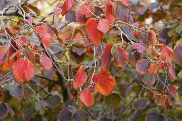 Hamamelis × intermedia (hybrid witch hazel) is a species of flowering plant in the family...