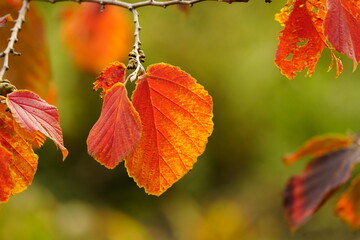 Hamamelis × intermedia (hybrid witch hazel) is a species of flowering plant in the family Hamamelidaceae.