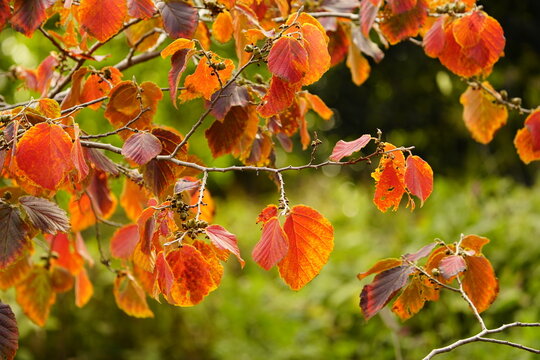 Hamamelis &times; intermedia (hybrid witch hazel) is a species of flowering plant in the family Hamamelidaceae.