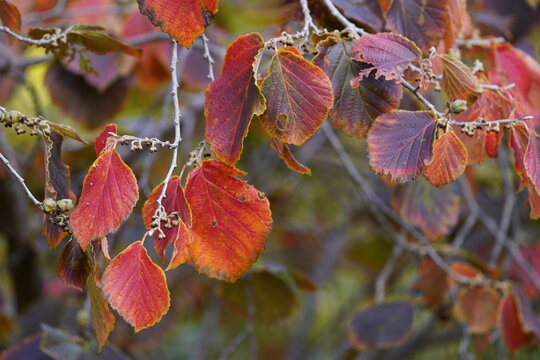 Hamamelis &times; intermedia (hybrid witch hazel) is a species of flowering plant in the family Hamamelidaceae.