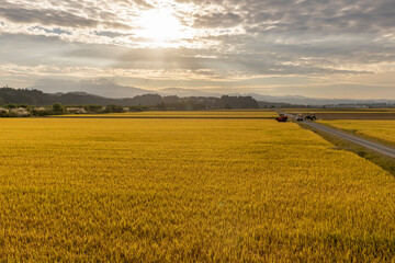夕日の光芒と稲刈りの風景