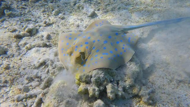 Stingray actively digs sandy bottom in search of food. Blue-spotted Stingray (Taeniura lymma). Underwater life in the ocean (4K-60pfs). 4K-60fps