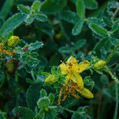 WILD FLOWERS - Blooming meadow in the drops of dew 