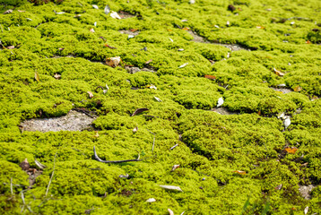 muscus viridis, tangens, tactus musco, трогать мох, тактильный ,Bryophyta