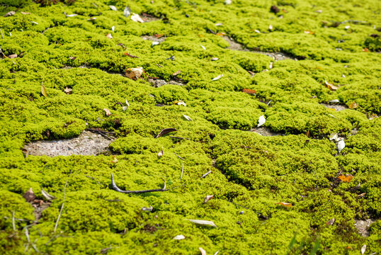 muscus viridis, tangens, tactus musco, трогать мох, тактильный ,Bryophyta