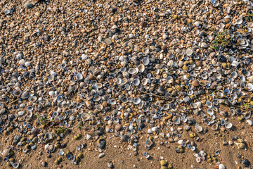 Close-up of shells, gravel and twigs washed up on a sandy beach of the Dutch river Waal near the village of Herwijnen, municipality of West Betuwe, province of Gelderland.