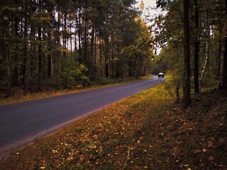 Naklejka premium road in autumn forest