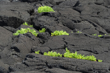 pico azores lava field by the sea detail