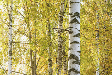 Birch tree coppice in autumn, white birch trees in autumn - obrazy, fototapety, plakaty