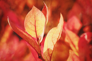 Autumn nature vibes, vibrant foliage colors - blueberry bush in red-orange tints