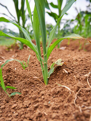 close-up small corn growing in the plantation