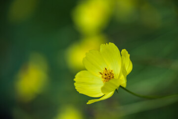コスモス畑の黄色いコスモス