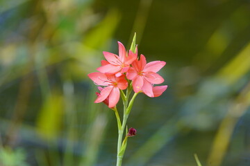 Hesperantha coccinea, the river lily, or crimson flag lily is a species of flowering plant in the iris family Iridaceae, native to Southern Africa and Zimbabwe.