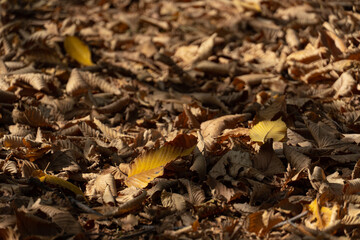 Dry yellow autumn leaves lie near a tree trunk, leaf fall