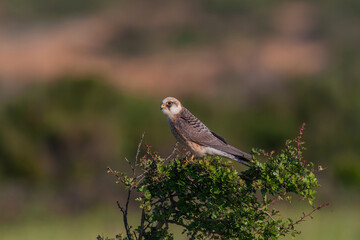 Red-footed Falcon (Falco vespertinus) perched on a tree