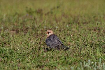 Red-footed Falcon (Falco vespertinus) perched in grass