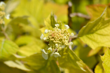 Oakleaf hydrangea