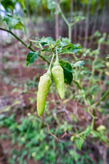 Fresh chili planted in the garden.