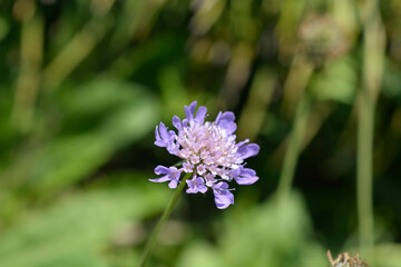 Japanese pincushion flower