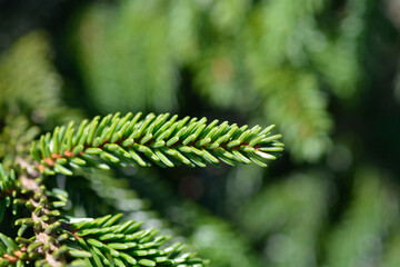 Yellow-tipped Caucasian spruce
