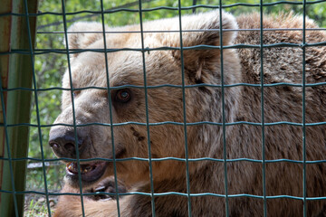 Bear in captivity. European brown bear in captivity, in an enclosed wildlife area.