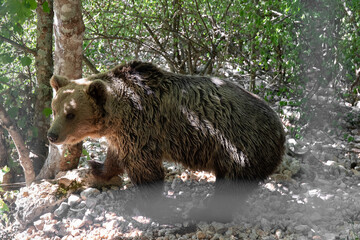 Bear in captivity. European brown bear in captivity, in an enclosed wildlife area.