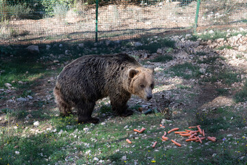 Bear in captivity. European brown bear in captivity in the enclosed wildlife area, eating fruit and...