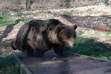Bear in captivity. European brown bear in captivity, in an enclosed wildlife area.