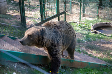 Bear in captivity. European brown bear in captivity, in an enclosed wildlife area.