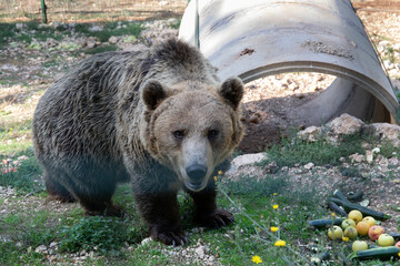 Bear in captivity. European brown bear in captivity, in an enclosed wildlife area.