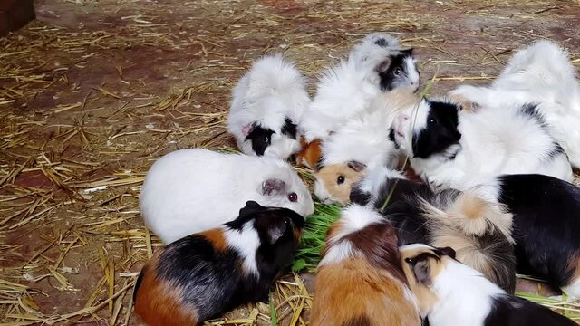Herd of Abyssinian Guinea Pigs feeding on hay and grass in a farm barn.