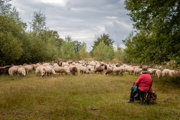 Herd of sheep in the natural landscape the 'white peat' led by the shepherds dog and the...