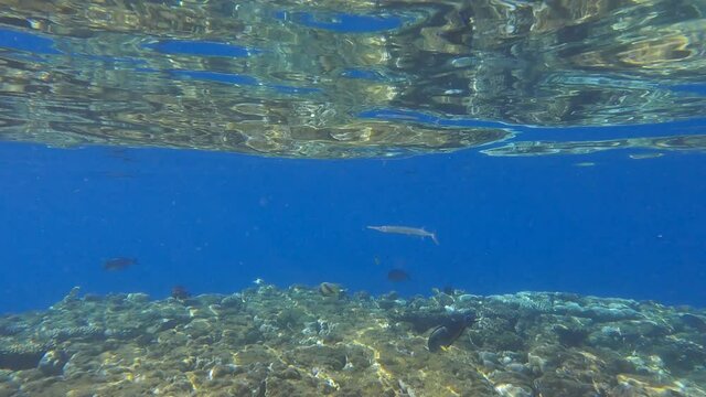 Needlefish swimming in the blue water over top of coral reef. 4K-60fps
