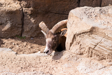 mountain goat on the rock