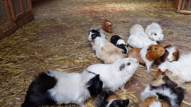 Herd of Abyssinian Guinea Pigs feeding on hay and grass in a farm barn.
