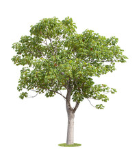 Obraz premium The freshness big green tree.