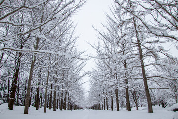 雪化粧が綺麗な銀杏並木