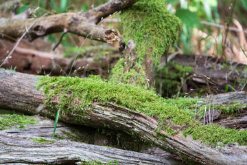Obraz premium Moos auf einem alten Stapel Holzstämme
