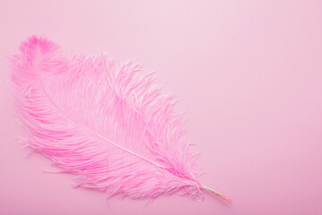 Pink background with a gentle fluffy pink feather as a love affection concept of a spa affection and Valentine's Day love
