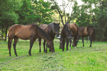 a herd of horses grazing in a glade