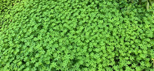 green grass background