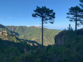 Naklejka premium Pins chemin du GR20 en Corse