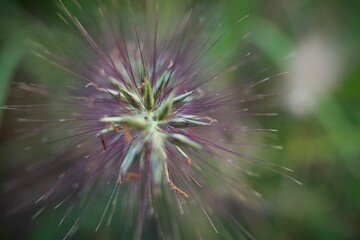 flower of a dandelion