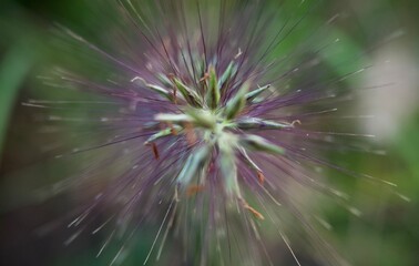 flower of a dandelion