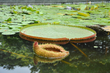 Royal water-lily (Victoria amazonica Sowerby) leaves, native in South America, large flowers, blooming at night, very fragrant. selective focus
