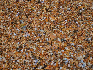 Shells from gastropods of bivalve molluscs living in the Azov and Black seas. Beige, brown, black, white seashells on the shore. The village of Golubitskaya. Broken small seashells © Julija